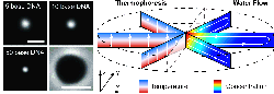 molecular_conveyor