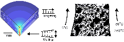 molecular_evolution