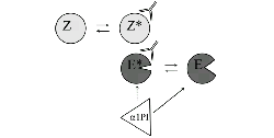 proteinase3