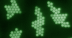 thermophoretic_crystals